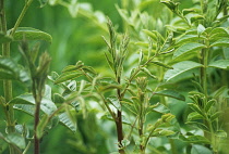 Liquorice, Glycyrrhiza glabra.