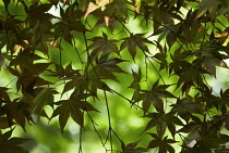 Japanese Maple, Acer japonicum.