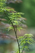 Japanese Maple, Acer palmatum dissectum.