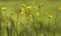 Buttercup, Ranunculus acris.