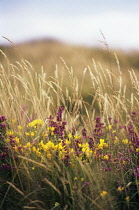 Gorse, Ulex europaeus.