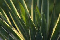 Yucca, Yucca gloriosa.