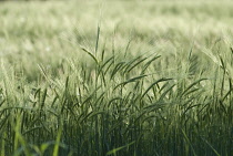 Barley, Hordeum.