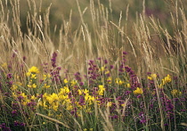 Gorse, Ulex europaeus.