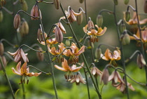 Lily, Turkscap lily, Lilium martagon.