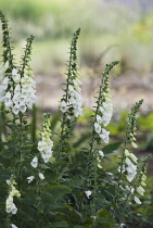 Foxglove, Digitalis purpurea albiflora.