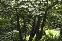 Dogwood, Flowering dogwood, Cornus kousa.