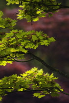 Japanese Maple, Acer.