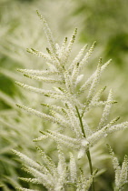 Russian goat's beard, Aruncus dioicus var kamtschaticus.