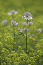 Astrantia, Masterwort, Astrantia major.