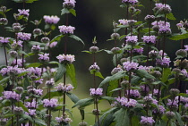 Phlomis, Phlomos tuberosa 'Amazon'.