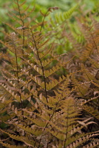 Japanese Shield Fern, Autumn Fern, Dryopteris erythrosora.