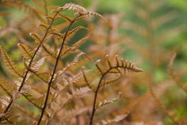 Japanese Shield Fern, Autumn Fern, Dryopteris erythrosora.
