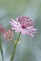 Astrantia, Masterwort, Astrantia major 'Roma'.