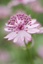 Astrantia, Masterwort, Astrantia major 'Roma'.