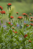 Maltesecross, Lychnis chalcedonica.