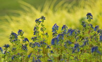 Corydalis, Corydalis elata 'Blue Summit'.