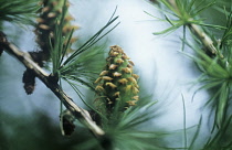 Larch, Larix decidua.