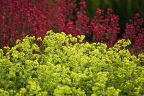 Lady's Mantle, Alchemilla mollis.