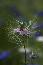 Love-in-a-mist, Nigella damascena 'Persian Jewels'.