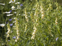 Foxglove, Digitalis grandiflora.