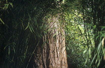 Bamboo, Phyllostachys.