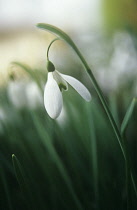 Snowdrop, Galanthus 'Magnet'.