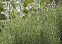 Cotton Lavender, Santolina, Santolina chamaecyparissus.