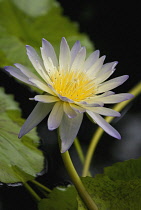 Waterlily, Nymphaea 'Green Smoke'.
