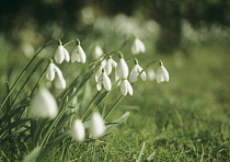 Snowdrop, Galanthus 'S Arnott'.