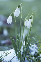 Snowdrop, Galanthus.