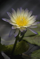 Waterlily, Nymphaea 'Green Smoke'.