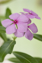 Periwinkle, Madagascar periwinkle, Catharanthus roseus.