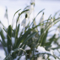 Snowdrop, Galanthus.