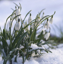 Snowdrop, Galanthus.