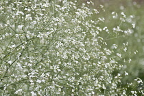 Greater Sea Kale, Crambe cordifolia.