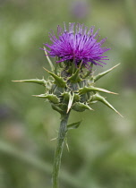 Milk thistle, Blessed Mary thistle, Silybum marianum.