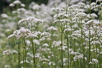 Valerian, Common valerian, Valerian officinalis.