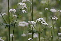 Valerian, Common valerian, Valerian officinalis.