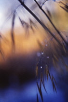 Golden Oats, Stipa gigantea.