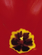 Tulip, Tulipa.