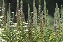 Foxglove, Digitalis parviflora.