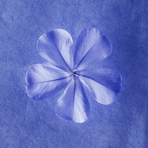 Plumbago, Plumbago auriculata.