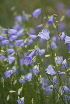 Harebell, Campanula rotundifolia.