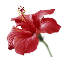 Hibiscus, Hibiscus rosa-sinensis.