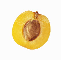 Apricot, Prunus armeniaca.