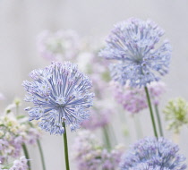 Allium, Blue Allium, Allium caesium.