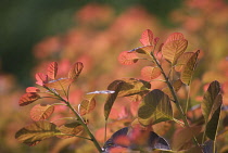 Smokebush, Cotinus coggygria.