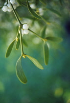 Mistletoe, Viscum album.