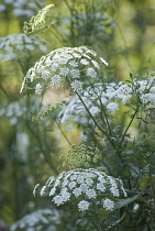 Bishop's weed, Ammi majus.